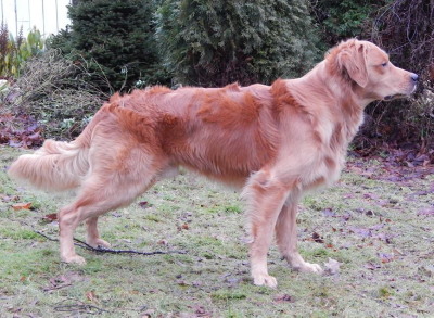 Arska