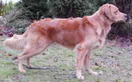 Arska