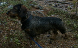 Billy