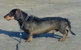 Günther