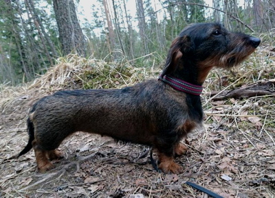 Maija