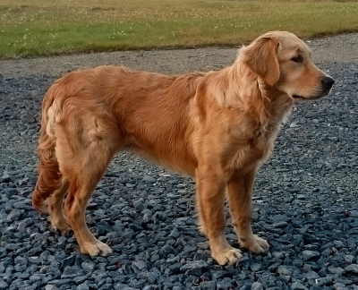 Xena